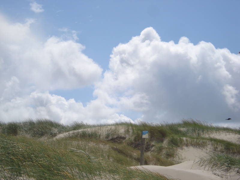 Duinen